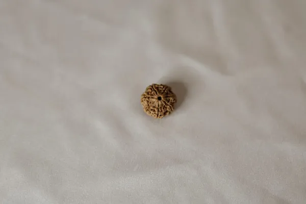 Brown_Rudraksha_Bead