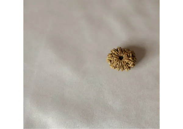 11_mukhi_original_nepali_rudraksha