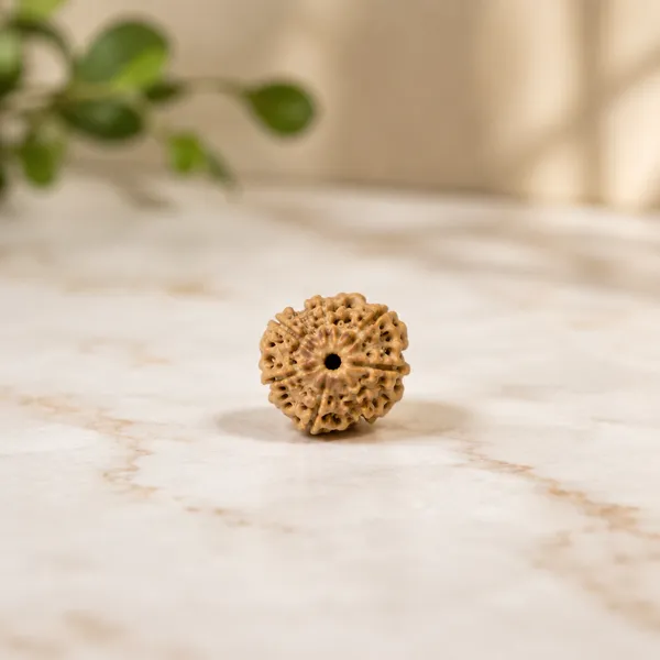Brown_Textured_11_Mukhi_Rudraksha_Bead