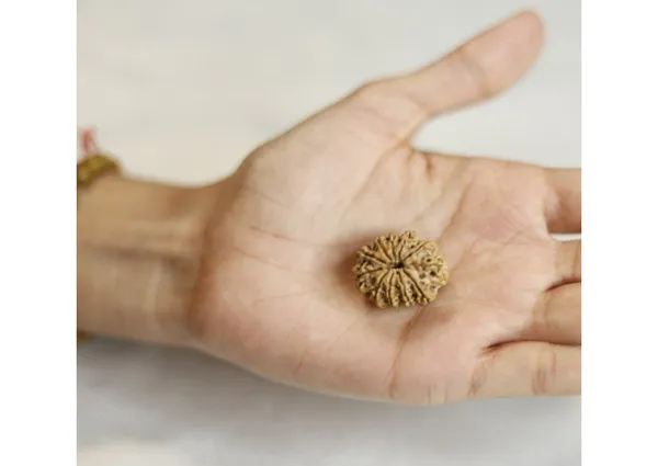 11_mukhi_original_nepali_rudraksha