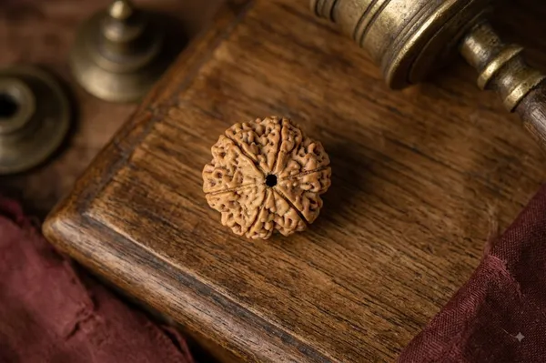Brown_6_Mukhi_Rudraksha_Bead