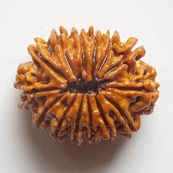 14_Mukhi_Natural_Rudraksha_Bead