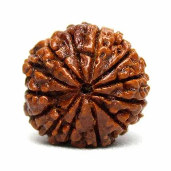 13_Mukhi_Rudraksha_Bead