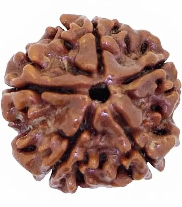 5_mukhi_Natural_Rudraksha_Bead