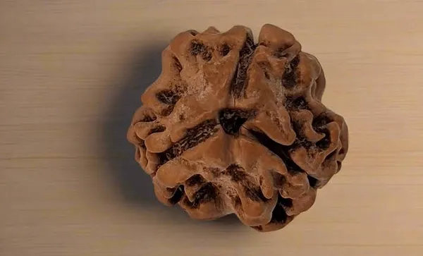 Brown_Rudraksha_Bead_3_Mukhi_for_Spiritual_Use