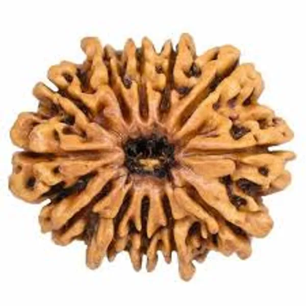 12_mukhi_Natural_Rudraksh