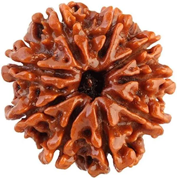 9_Mukhi_Natural_Rudraksha_Spiritual_Bead