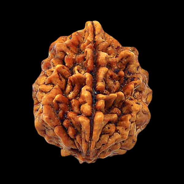 Brown_Rudraksha_2_Mukhi_Spiritual_Bead
