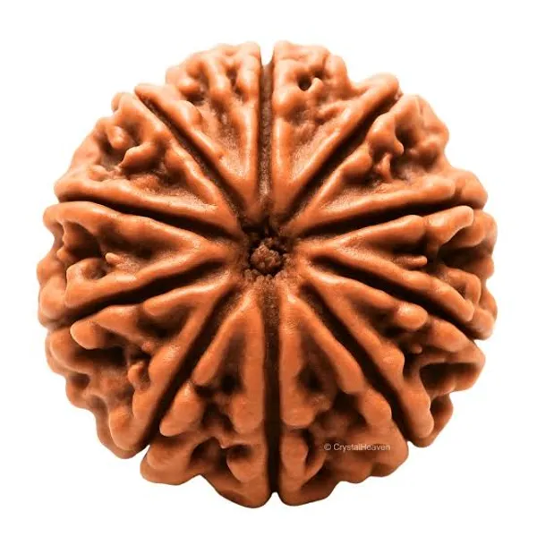 Brown_Rudraksha_10_Mukhi_Spiritual_Bead_