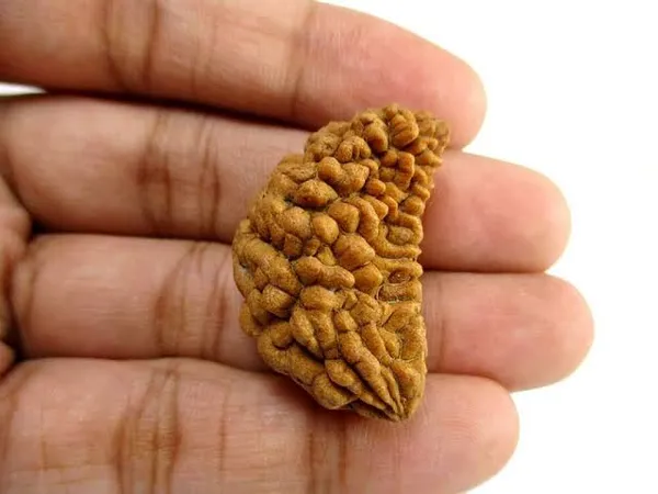 Natural_1_Mukhi_Rudraksh_Spiritual_Bead