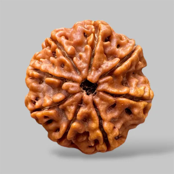 Natural_Rudraksha_8_Mukhi_Spiritual_Bead