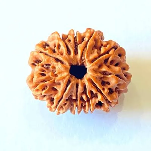 11_Mukhi_Natural_Rudraksha_Spiritual_Bead