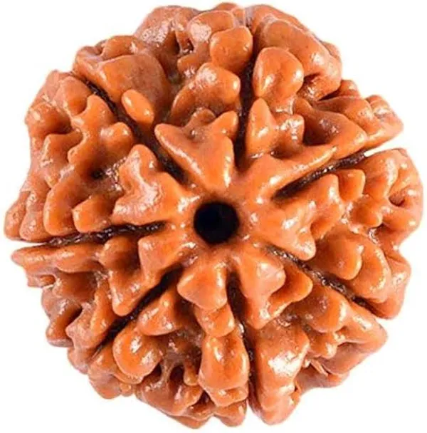 7_Mukhi_Rudraksha_Spiritual_Bead