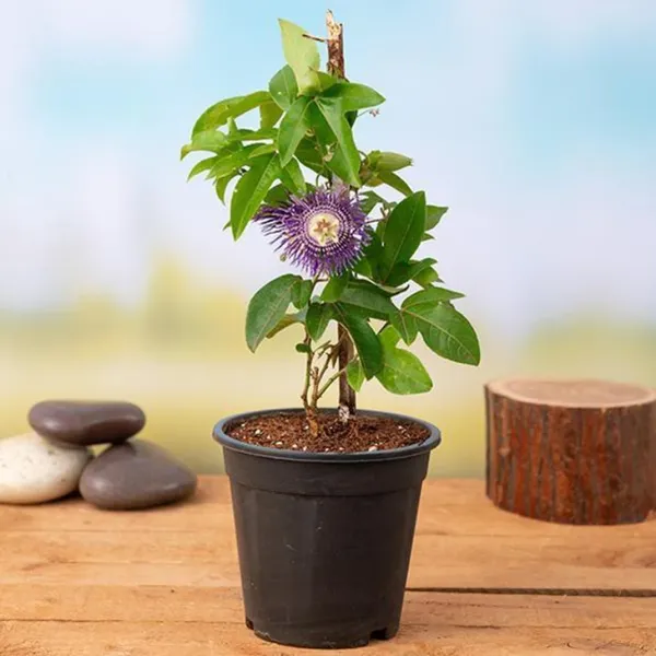 Petalpop_Passion_Flower_Krishnakamal_Climber_Plant_In_Plastic_Pot