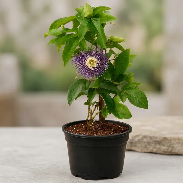 Petalpop_Passion_Flower_Krishnakamal_Climber_Plant_In_Plastic_Pot
