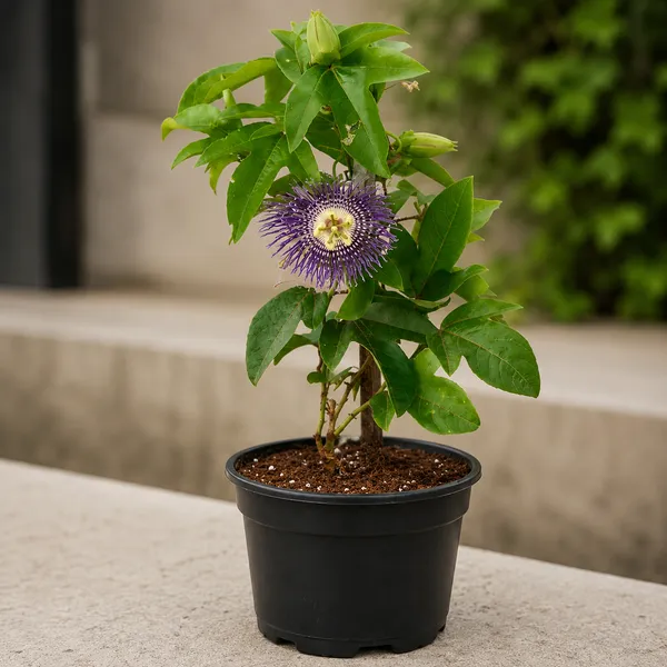 Petalpop_Passion_Flower_Krishnakamal_Climber_Plant_In_Plastic_Pot