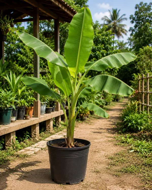 Petalpop_Banana_Live_Tropical_Plant_In_Plastic_Pot