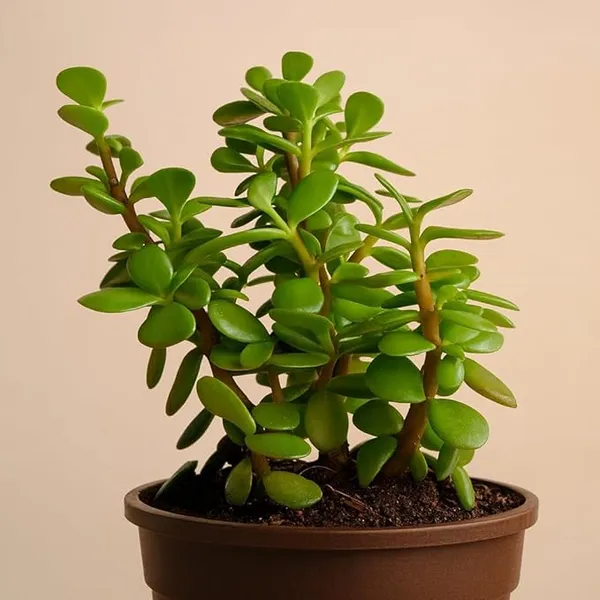 Petalpop_Jade_Live_Succulent_Plant_In_Plastic_Pot