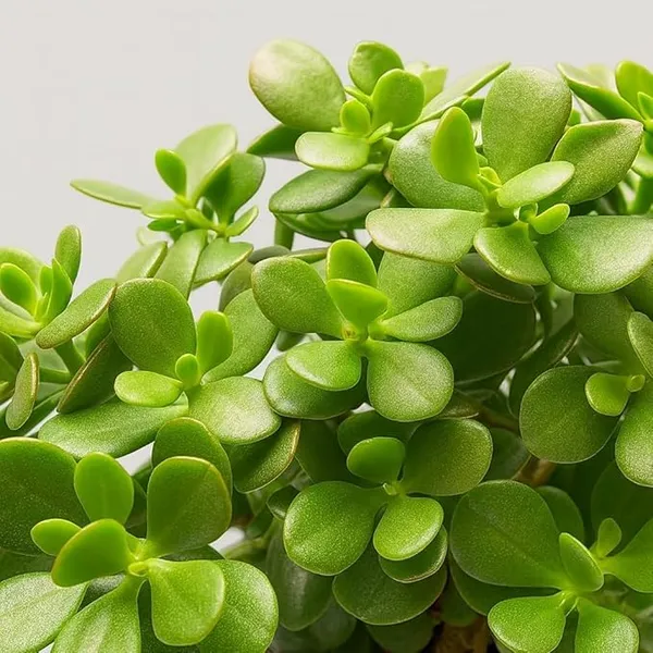 Petalpop_Jade_Live_Succulent_Plant_In_Plastic_Pot