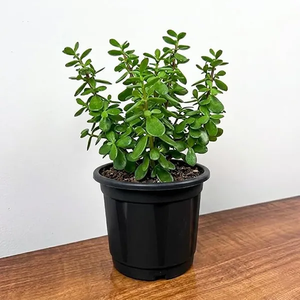 Petalpop_Jade_Live_Succulent_Plant_In_Plastic_Pot