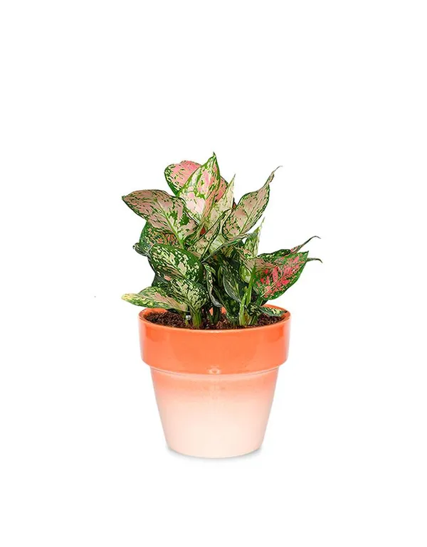 Petalpop_Aglaonema_Pink_Variegated_Live_Plant_In_Plastic_Pot