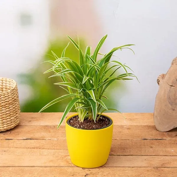 Petalpop_Chlorophytum_Live_Indoor_Plant_In_Plastic_Pot
