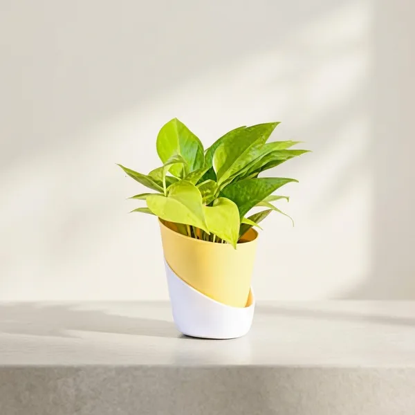 Petalpop_Golden_Money_Plant_Live_Climber_In_Plastic_Pot