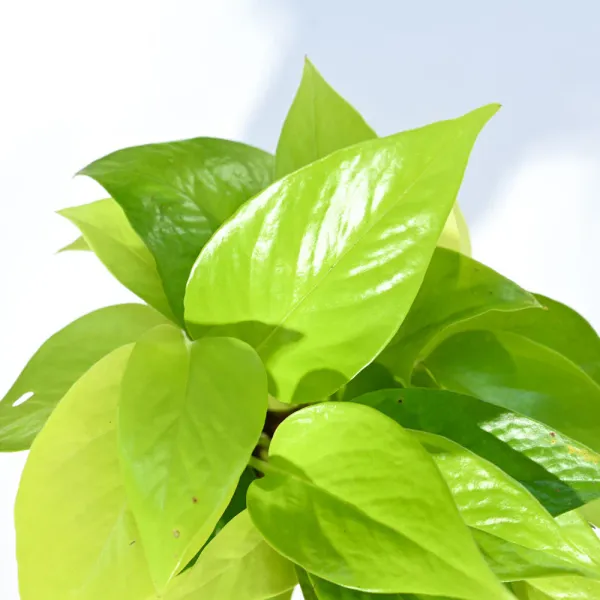 Petalpop_Golden_Money_Plant_Live_Climber_In_Plastic_Pot