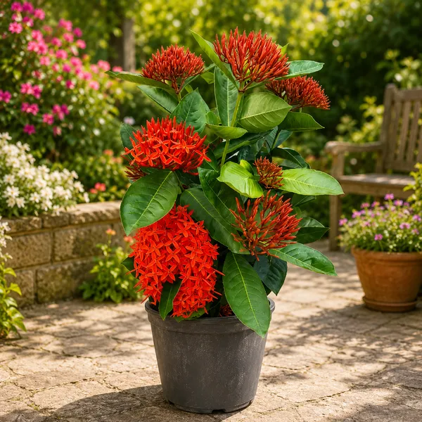 Petalpop_Ixora_Flowering_Plant_In_Plastic_Nursery_Pot