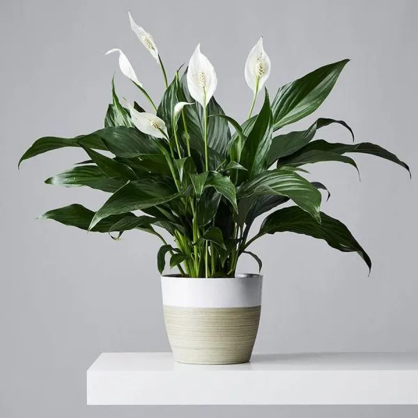 Petalpop_Peace_Lily_Live_Flowering_Plant_In_Plastic_Pot