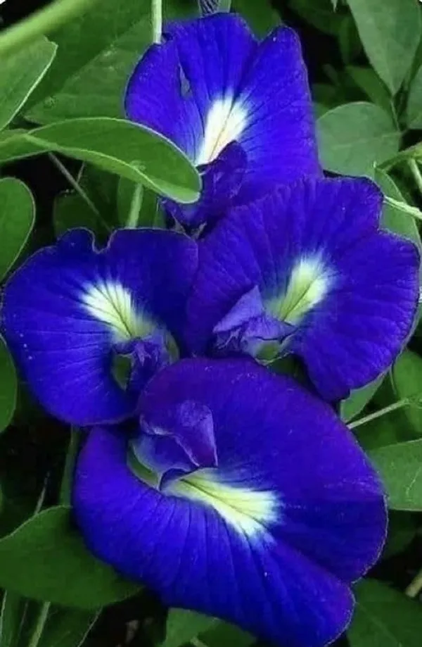 Petalpop_Aparajita_Climber_Plant_In_Plastic_Nursery_Pot