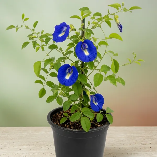 Petalpop_Aparajita_Climber_Plant_In_Plastic_Nursery_Pot