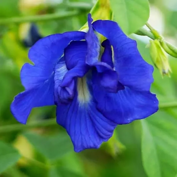 Petalpop_Aparajita_Climber_Plant_In_Plastic_Nursery_Pot