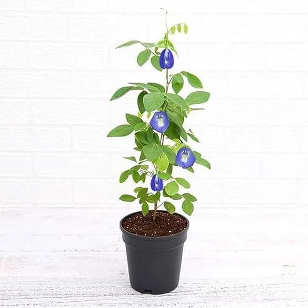 Petalpop_Aparajita_Climber_Plant_In_Plastic_Nursery_Pot