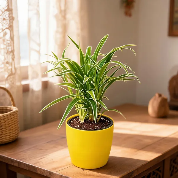 Petalpop_Chlorophytum_Live_Indoor_Plant_In_Plastic_Pot