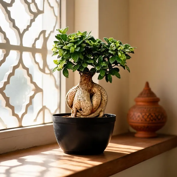 Petalpop_Bonsai_Live_Ornamental_Plant_In_Plastic_Pot