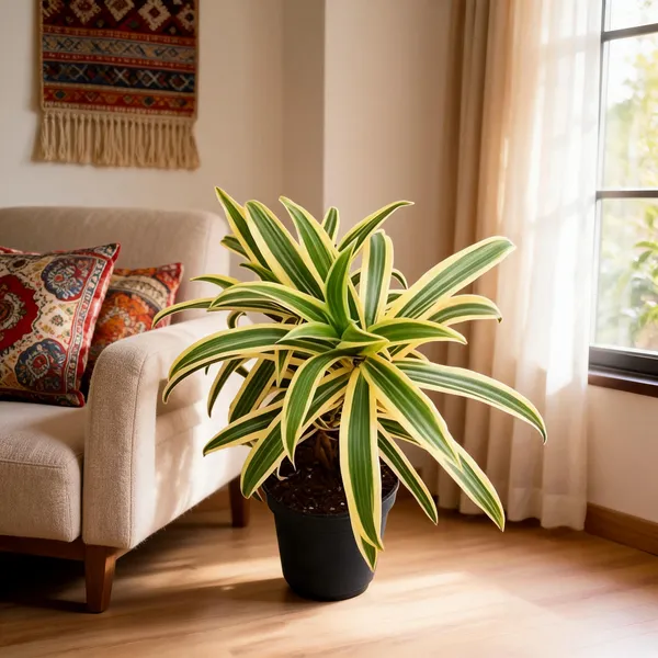 Petalpop_Song_Of_India_Live_Variegated_Plant_In_Plastic_Pot