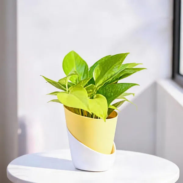 Petalpop_Golden_Money_Plant_Live_Climber_In_Plastic_Pot
