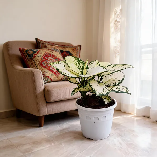 Petalpop_Aglaonema_White_Variegated_Live_Plant_In_Plastic_Pot