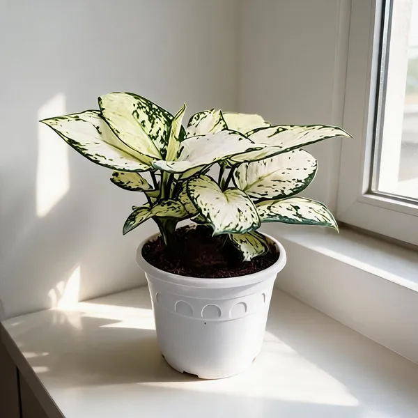 Petalpop_Aglaonema_White_Variegated_Live_Plant_In_Plastic_Pot