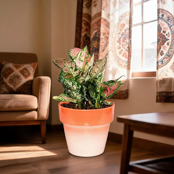 Petalpop_Aglaonema_Pink_Variegated_Live_Plant_In_Plastic_Pot
