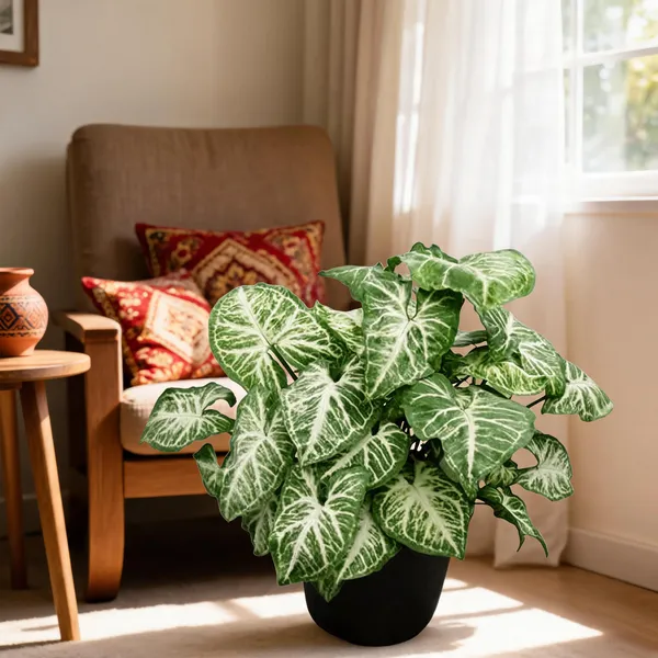 Petalpop_Syngonium_White_Variegated_Live_Plant_In_Plastic_Pot