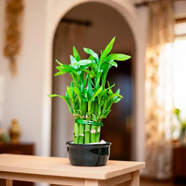 Petalpop_Lucky_Bamboo_Live_Plant_In_Black_Plastic_Pot