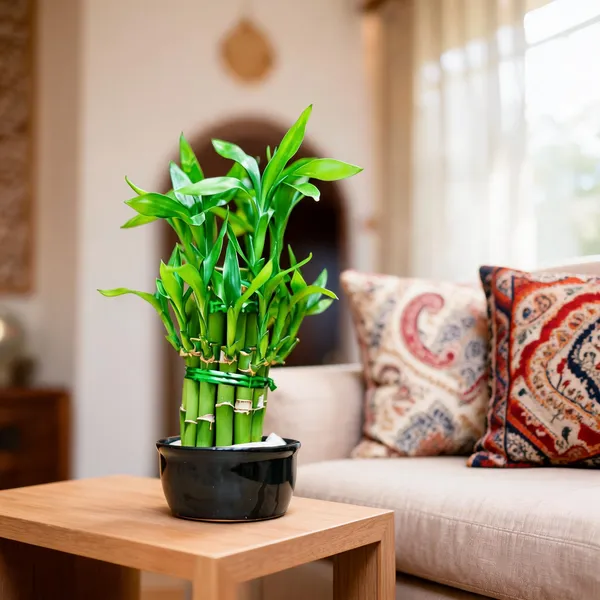 Petalpop_Lucky_Bamboo_Live_Plant_In_Black_Plastic_Pot