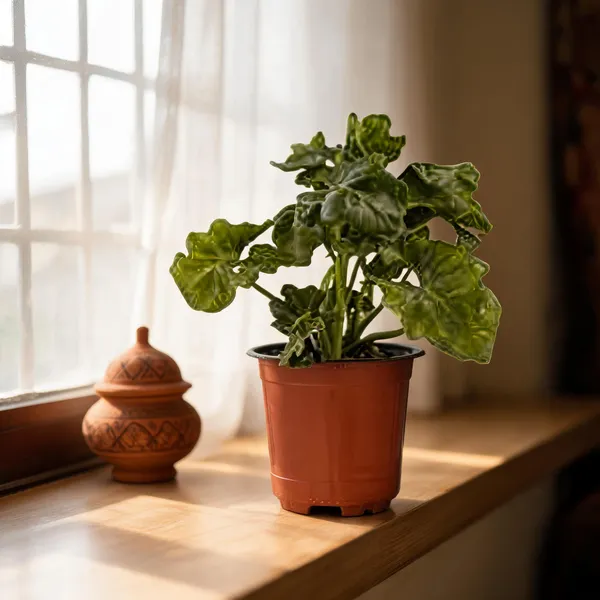 Petalpop_Philodendron_Curly_Indoor_Plant_In_Plastic_Pot