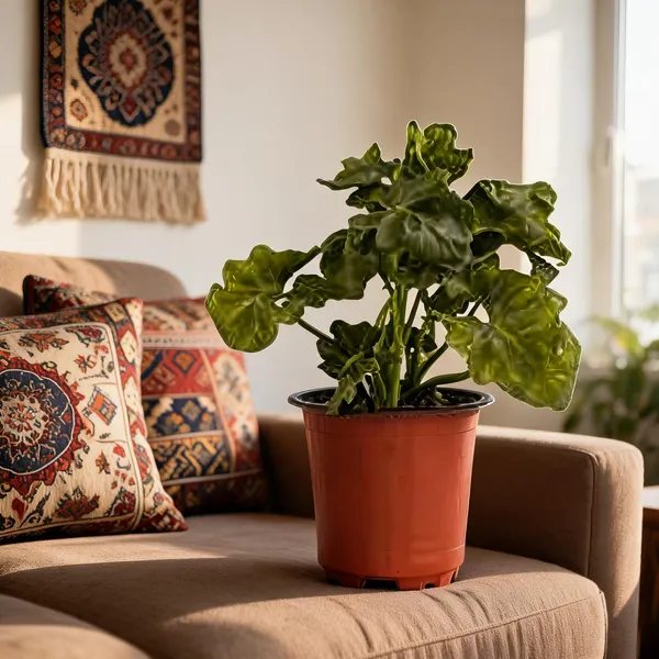 Petalpop_Philodendron_Curly_Indoor_Plant_In_Plastic_Pot