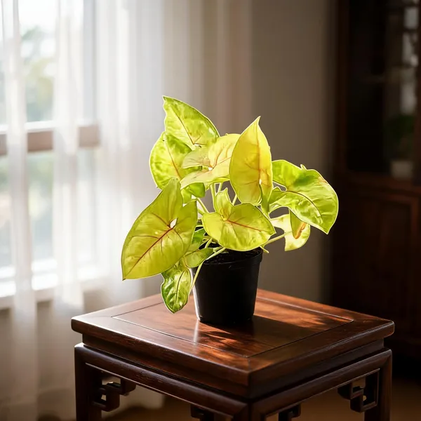 Petalpop_Syngonium_Light_Green_Indoor_Plant_In_Plastic_Pot