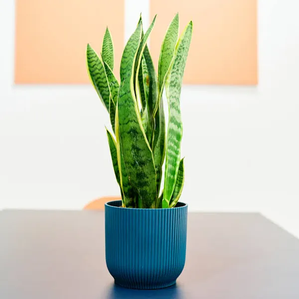 Petalpop_Snake_Plant_Live_Foliage_Plant_In_Plastic_Pot