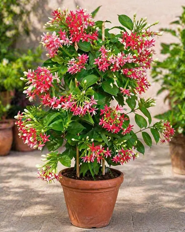 Petalpop_Madhu_Malti_Live_Flowering_Climber_In_Plastic_Pot