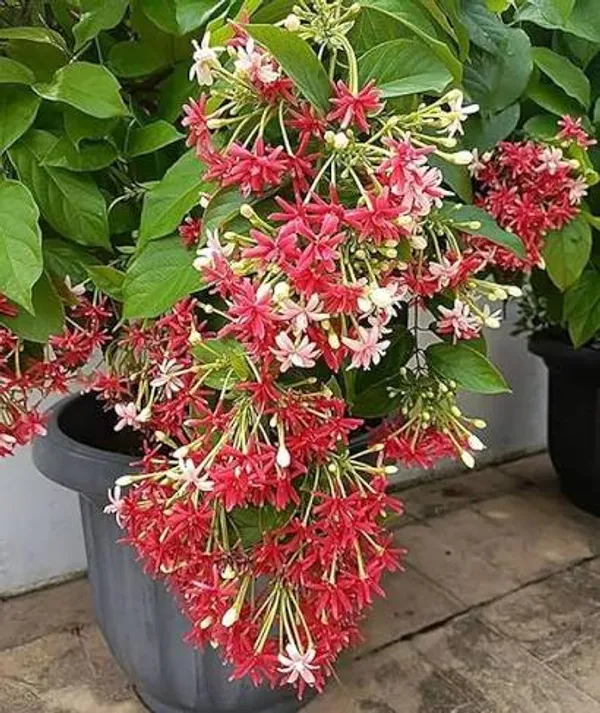 Petalpop_Madhu_Malti_Live_Flowering_Climber_In_Plastic_Pot